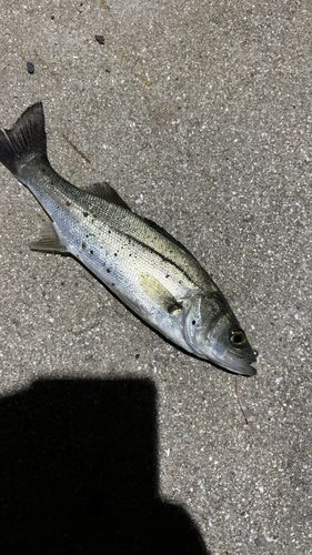 セイゴ（マルスズキ）の釣果