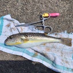 ショウサイフグ