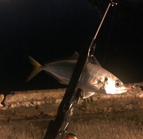 マアジの釣果