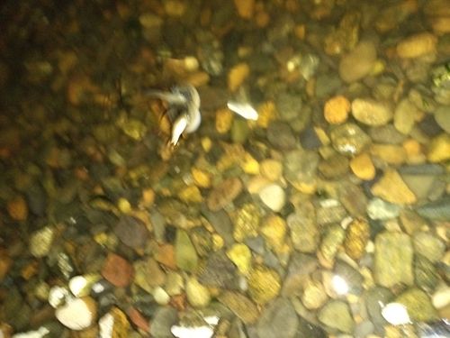 ウナギの釣果