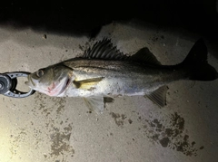 セイゴ（タイリクスズキ）の釣果