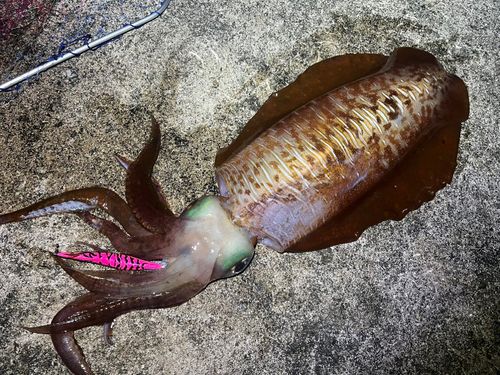 アオリイカの釣果