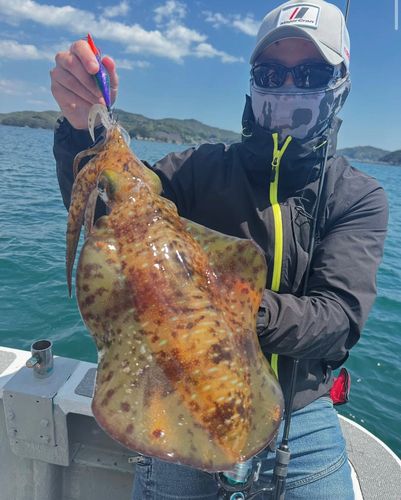 アオリイカの釣果