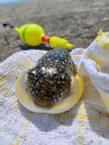 クサフグの釣果