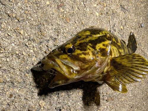 タケノコメバルの釣果