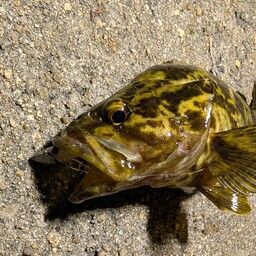 タケノコメバル