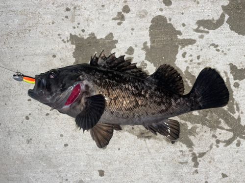クロソイの釣果