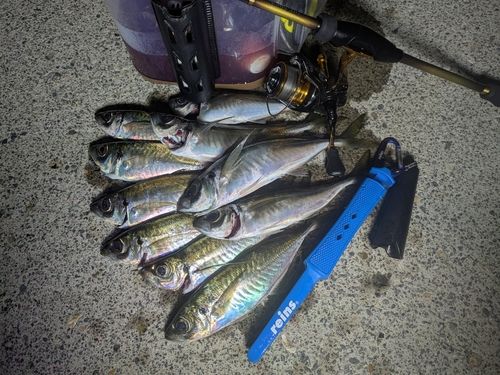アジの釣果