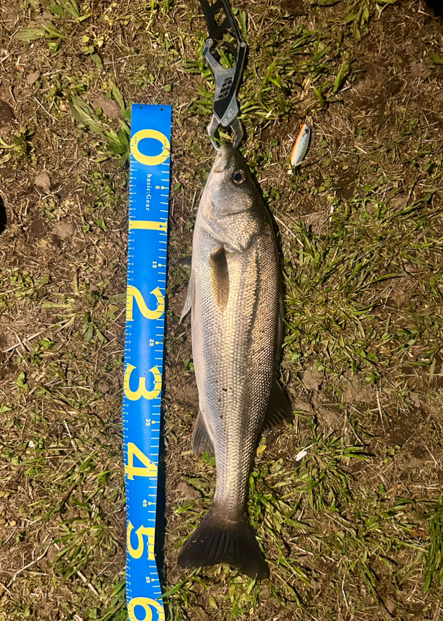 TORAY シーバス PE パワーゲーム 0.6号/12.0lb/ナチュラル/150m