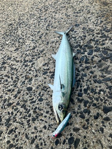 サゴシの釣果