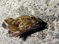ガシラの釣果