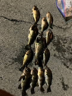 クロメバルの釣果