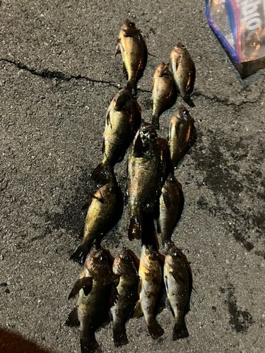 クロメバルの釣果