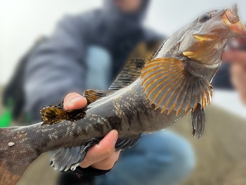 アイナメの釣果