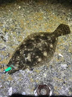 ソゲの釣果