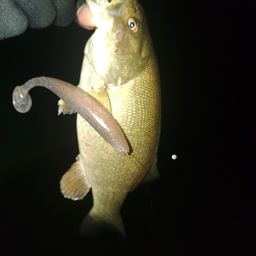 スモールマウスバス