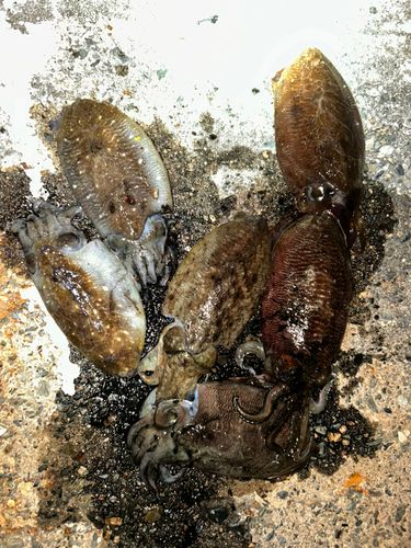 コウイカの釣果