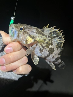 タケノコメバルの釣果