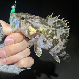 タケノコメバル