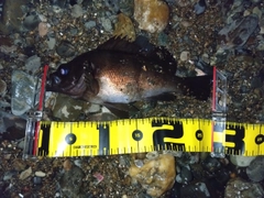 メバルの釣果