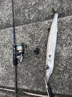 タイワンカマスの釣果