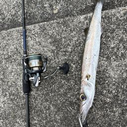 タイワンカマス