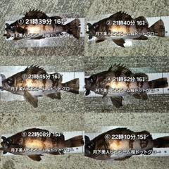 メバルの釣果