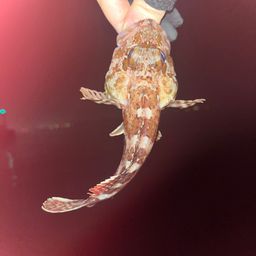 カサゴ