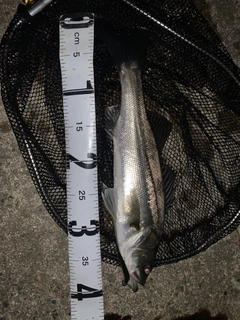 セイゴ(マルスズキ)の釣果