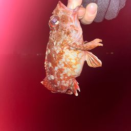 カサゴ