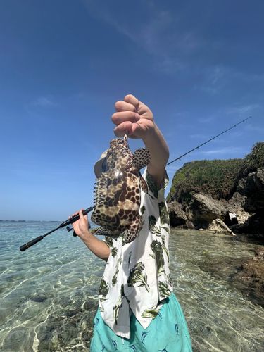 カンモンハタの釣果