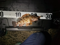 カサゴの釣果