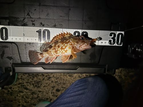 カサゴの釣果