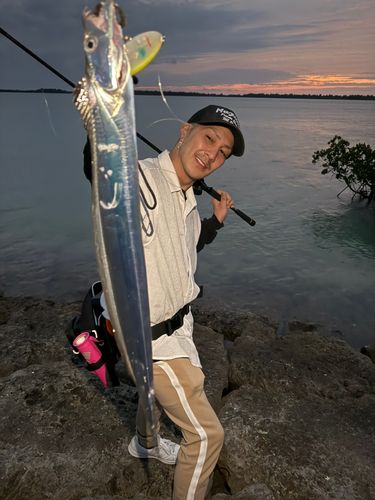 タチウオの釣果