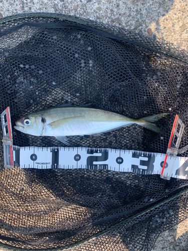 マアジの釣果