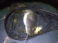 ナマズの釣果