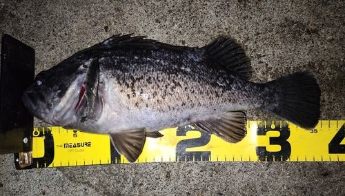 クロソイの釣果