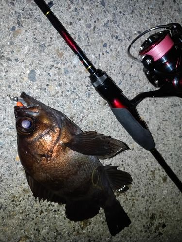 メバルの釣果