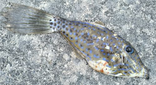 ソウシハギの釣果