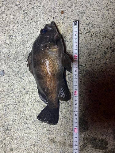 メバルの釣果