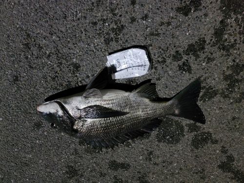 クロダイの釣果
