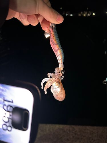 イカの釣果