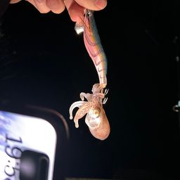 イカ