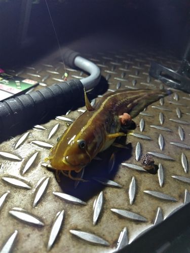 ゴンズイの釣果