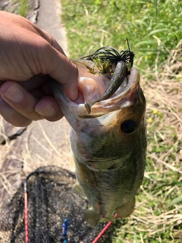 ラージマウスバスの釣果