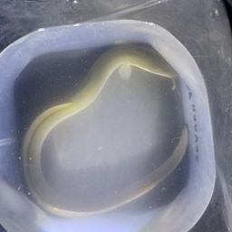 ウナギ