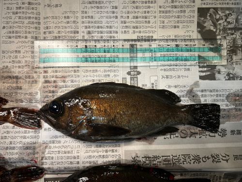メバルの釣果