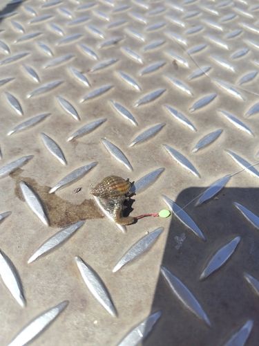 ゴンズイの釣果