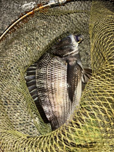 クロダイの釣果