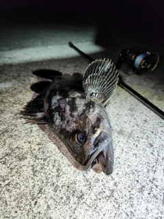 クロソイの釣果